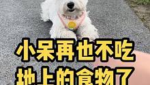 如何让狗狗不乱吃地上的食物，一个办法教会你！#萌宠 #西高地 #狗狗 #宠物