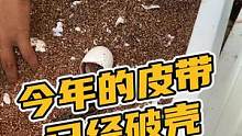 今年的皮带已经破壳了#鳄珍 