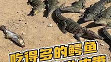 吃的多的鳄鱼反而不会做皮带#鳄珍 