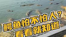 鳄鱼怕不怕人？看看就知道#鳄珍 