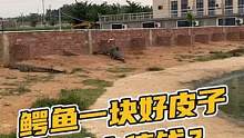 鳄鱼一块好皮子为什么值钱？#鳄珍