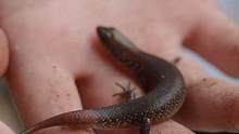 #好样说虫子 三个月尾巴复原，滑蜥的修复能力太强了！