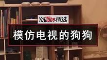 网友家的狗子，经常在电视上看到狗狗参演的广告，于是模仿着它的动作，锻炼自己的演技，期待着有一天自己也