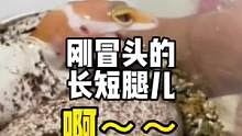 我真的栓Q了，守宫也有长短腿儿#豹纹守宫 #爬宠日常 #萌宠 #神奇动物在抖音 #异宠