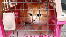 最后一只小猫去新家，它最亲人最懂事，听到司机来接它，立马叫了
