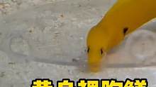 黄身裸胸鳝的怪异行为，到底是怎么回事？ #海洋生物 #海水鱼 #奇妙的动物 #frank的私人水族馆