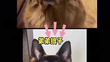 两兄弟有着截然不同的追求#金毛 #德牧 #萌宠日常记录