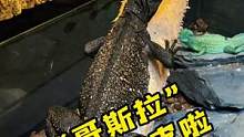 拍到斑总蜕皮不容易啊#爬宠 #养爬姑娘 #蜥蜴 #斑帆蜥 #异宠