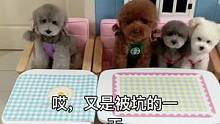 #宠物吃货 #我家毛孩子 哎…又被这家子坑了