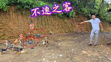 一场大雨，鸭群里来了2只“不速之客”，50岁大叔见了都说不认识