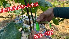 一颗冬瓜想要结7-8个瓜，剪枝很关键，方法也很简单，一看就会
