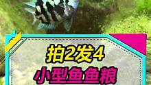 小型鱼饲料拍2发4，小包装更方便~#水族 #养鱼 #灯鱼 #养鱼日记 