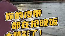 你的皮带都在抢晚饭，太精彩了#鳄珍