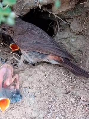  洞穴里发现了一窝小鸟，有一只竟爬了出来，它会不会遇到危险？（未完待续）#发现鸟窝 #鸟类趣闻#动物