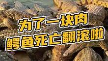 为了一块肉，鳄鱼死亡翻滚啦！