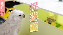我们童年的游戏，小鹦鹉居然也会玩，一捉一藏太可爱了！【马可波罗show】