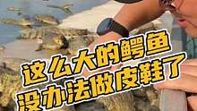 这么大的鳄鱼没办法做皮鞋#鳄珍 