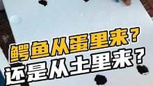 鳄鱼从蛋里来还是从土里来#鳄珍 