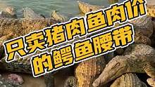 只卖猪肉鱼肉价的鳄鱼腰带#鳄珍 