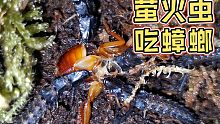 萤火虫幼虫是这样吃东西的…居然在吃蟑螂！？