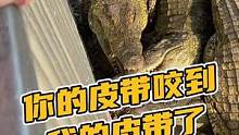 你的皮带咬到我的皮带了#鳄珍