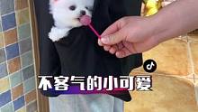 被这首歌洗脑了！遇见了一只不客气的狗狗，还差点被小姐姐发现！#萌宠成精了 #铲屎官的乐趣 #狗狗 #