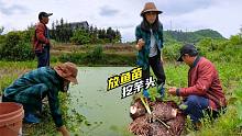 给藕田放点鱼苗，浮萍太多老爸发愁，挖点芋头能吃能看！装饰院子