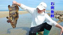 阿聪兄弟俩赶海，坑里跑出4条值钱石斑鱼，100多块钱一斤发财了