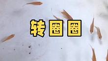 为什么这些鱼儿要这么个转法呢？
#观赏鱼 #七彩神仙鱼繁殖 #神奇动物在抖音 #热带鱼 #七彩神仙鱼