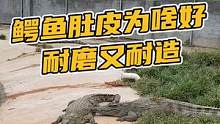 鳄鱼肚皮为啥好，耐磨又耐造#鳄珍
