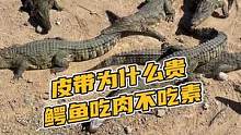 皮带为什么贵，鳄鱼吃肉不吃素#鳄珍
