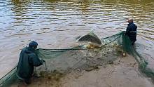 1000多条鱼养在鱼塘一年，今天拉网捕鱼，一网下大鱼都蹦蹦跳