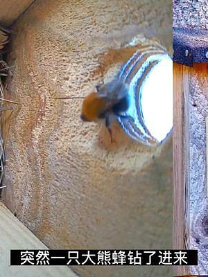 大熊蜂钻进了鸟巢，它想干嘛，难道是来送饭的吗？#斑纹鹟 #动物世界 #熊蜂 