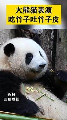 大熊猫表演吃竹子吐竹子皮
