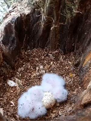 一对年轻的猫头鹰在树洞里产下了卵，并孵化出三只毛茸茸的幼崽#猫头鹰 #动物世界 #养育幼崽 #鸟类 