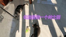 长治是个绅士猫:最爱的逗猫棒都能谦让