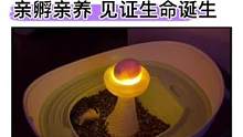 从一颗蛋开始养，让孩子见证生命的诞生，神奇好玩还能培养孩子的爱心和责任心#乌龟#孵化#生命的力量#益