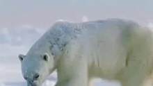 #北极熊有些熊在水面上看着无比稳重，实际上在水下却……