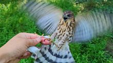 这鸟竟然敢从人的手上抢东西，还抓伤了我的手！