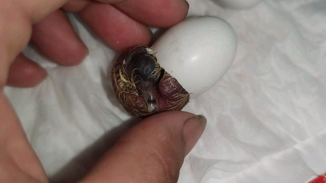 修空调的师傅给的斑鸠蛋,给它们找的保姆不太行啊,只能亲自奶了