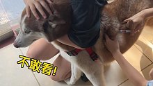 带二哈去医院打几针，看看它会不会害怕？