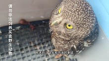 猫头鹰救助，连夜驱车180公里接到的小家伙，这么大不会吃老鼠