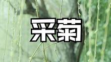 《采菊》东篱下，悠然见南山？