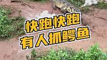 快跑快跑有人抓鳄鱼#鳄珍