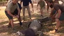 给600斤鳄鱼拔牙，鳄鱼竟使出死亡翻滚，9位大汉差点没能擒住 #百亿流量扶持  #救助动物  #给鳄