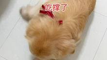 吃饱撑着就拆家，明天开始减少一顿。#狗狗迷惑行为