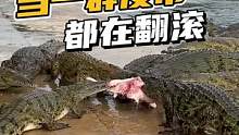 看看你的皮带正在翻滚！#鳄鱼养殖场 #鳄鱼 #鳄珍 