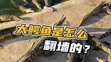 大鳄鱼是怎么翻墙的？#鳄珍