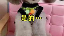 #家有馋狗 #我家毛孩子 哈哈哈，这小孩学的也太像了 ，奖励棒棒糖…