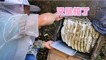 龙弟跟师傅进山割蜜，三个诱蜂箱全部暴箱了，割了100多斤蜜